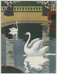 Zwanen